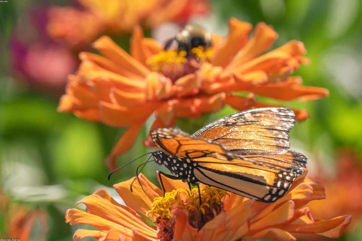 Monarch staging at Cape May