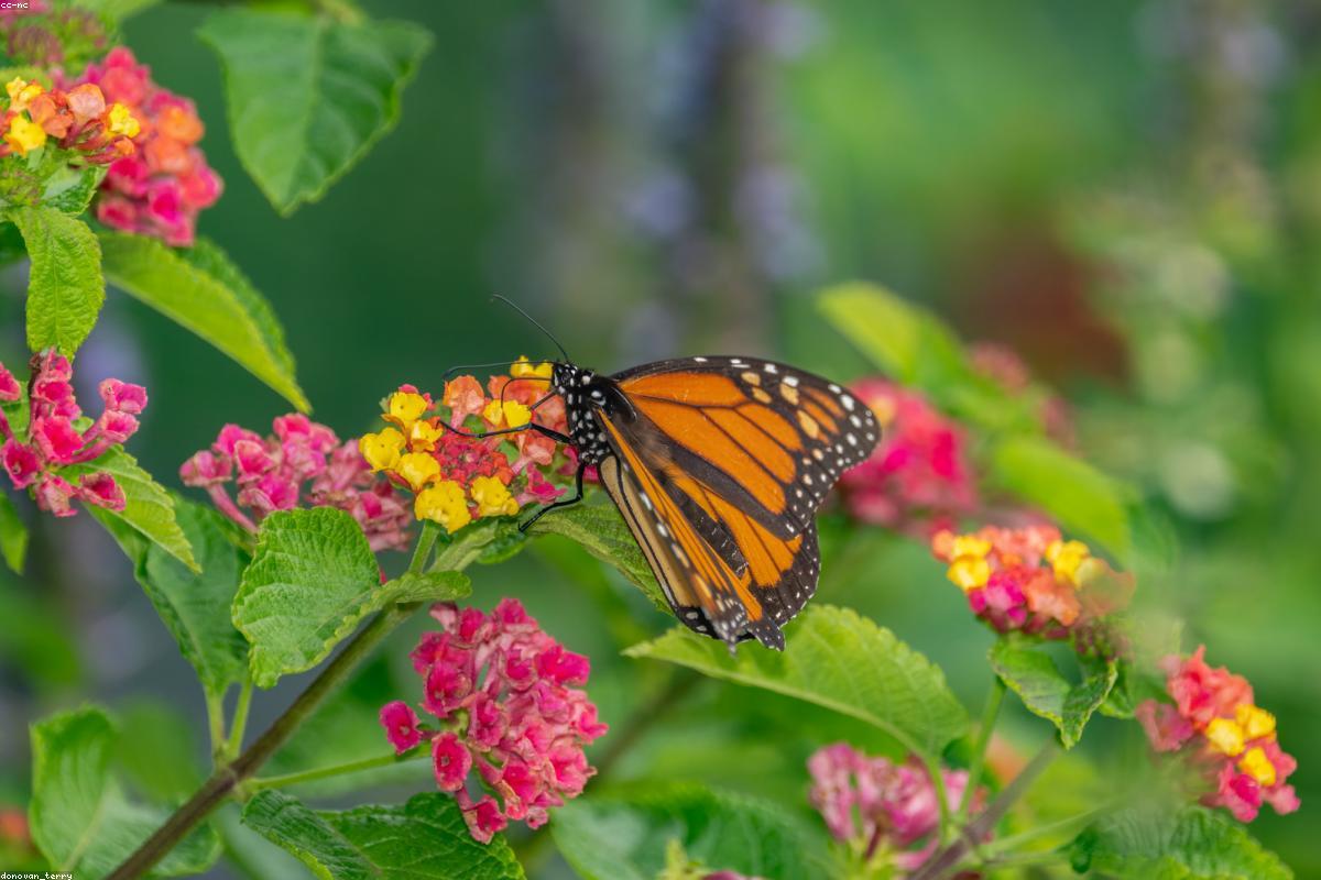 Monarch wings fully open in sun
