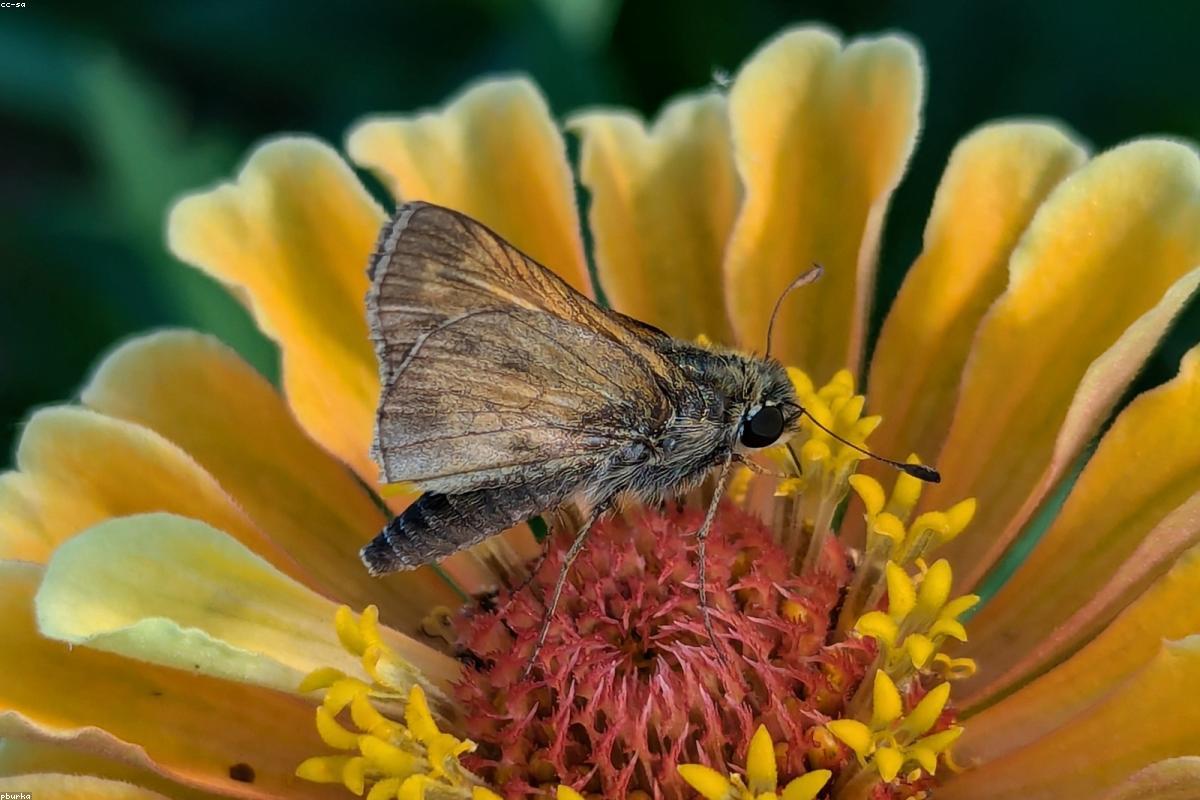 Sachem skipper on flower