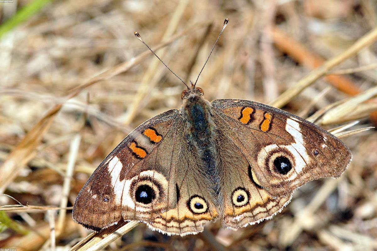 Common Buckeye close-up