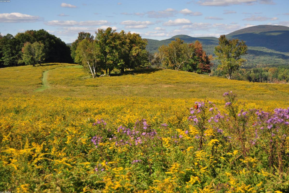 Goldenrod field with monarchs flying