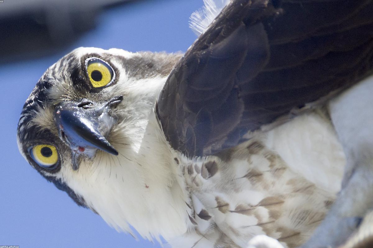 Osprey overhead heading south