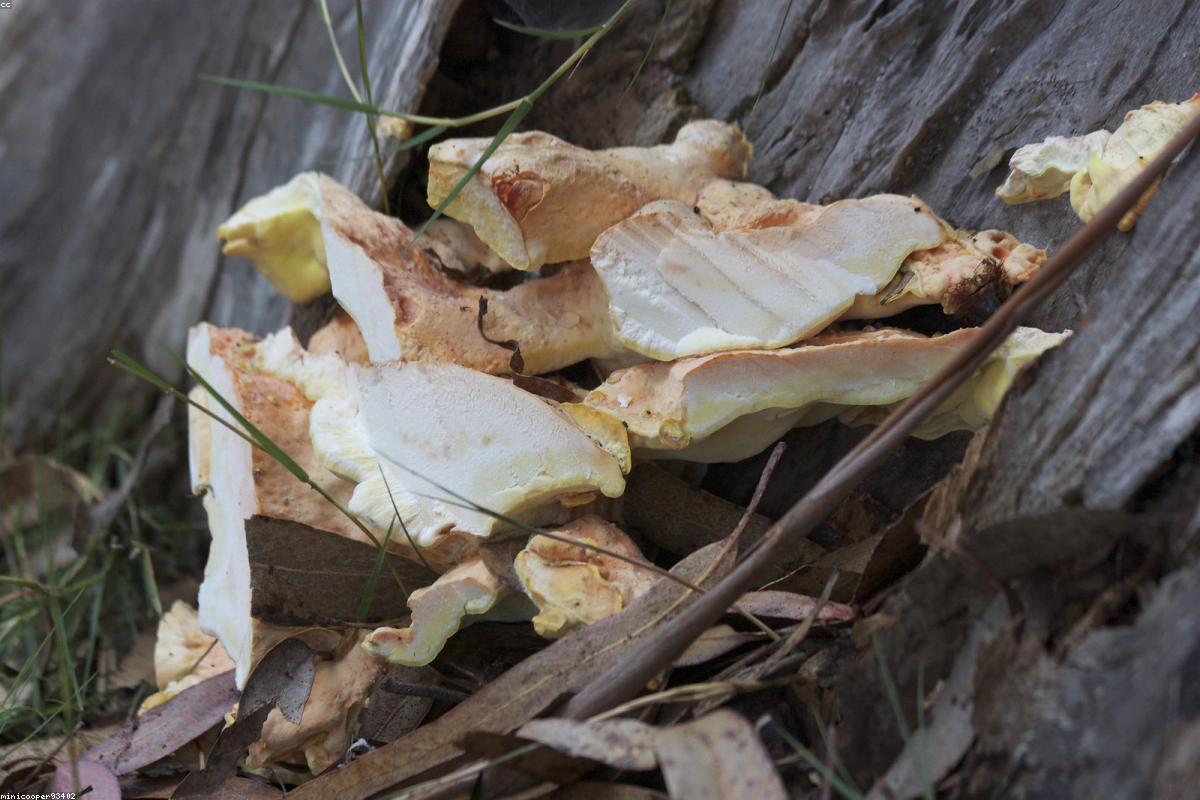 Chicken of the Woods on stump