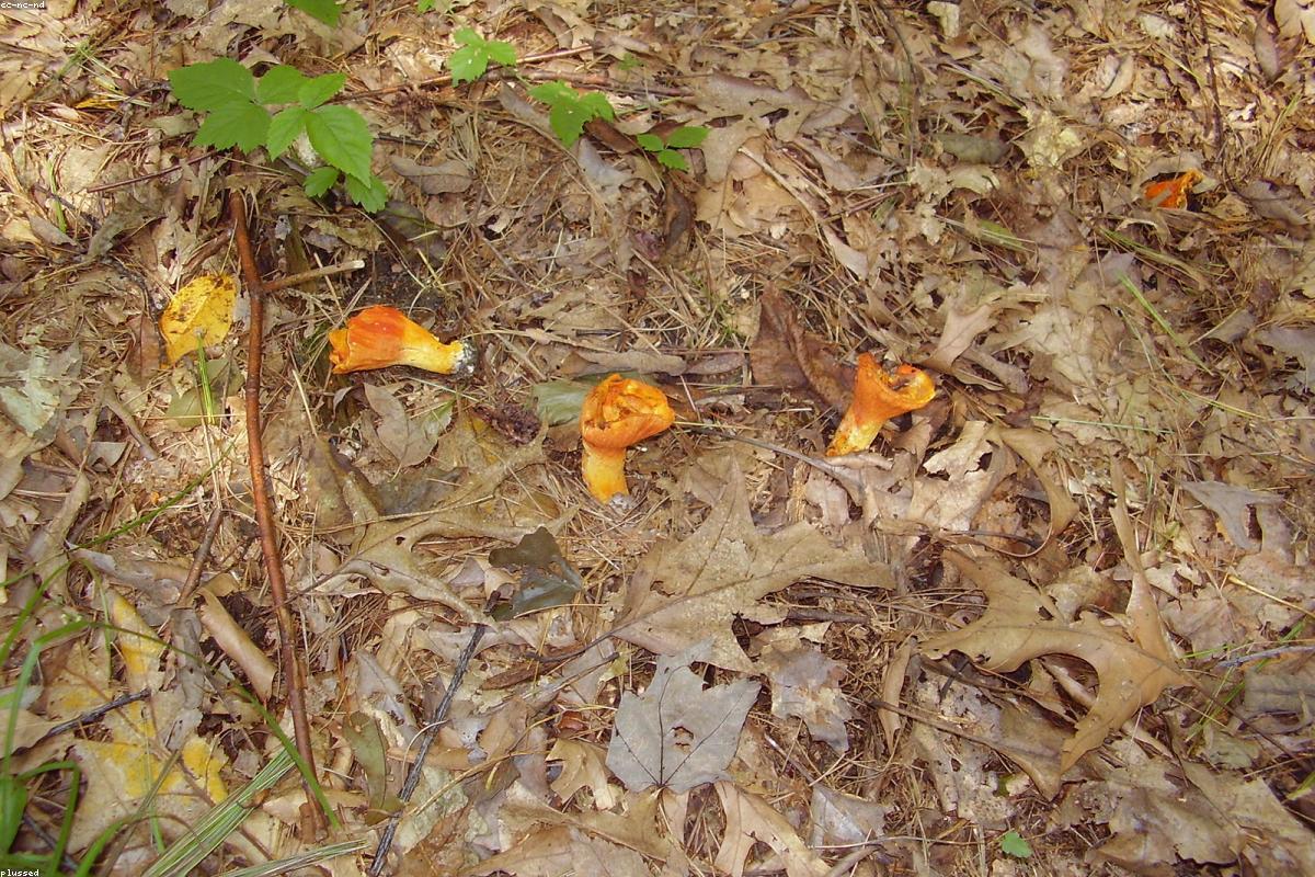 Lobster Mushrooms in cluster