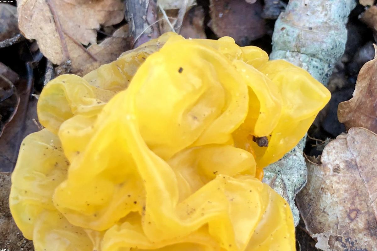 Tiny yellow mushrooms on log