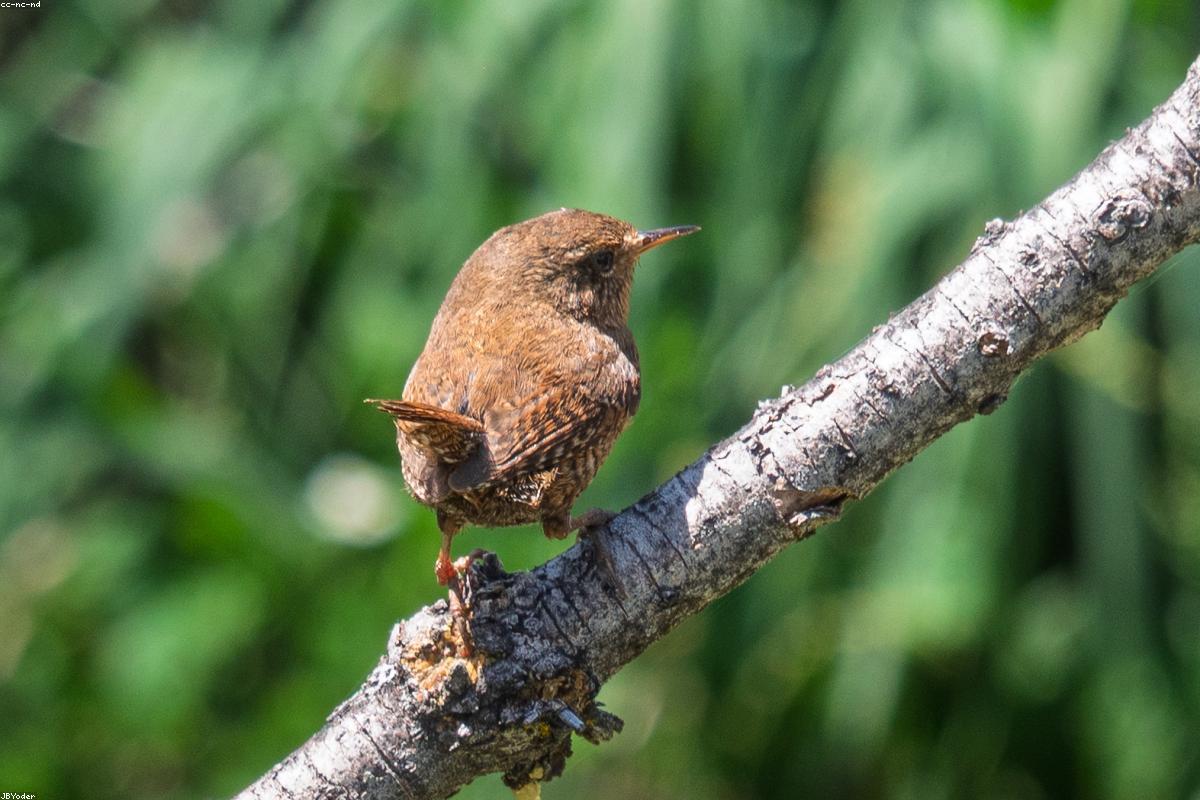 Pacific Wren scolding