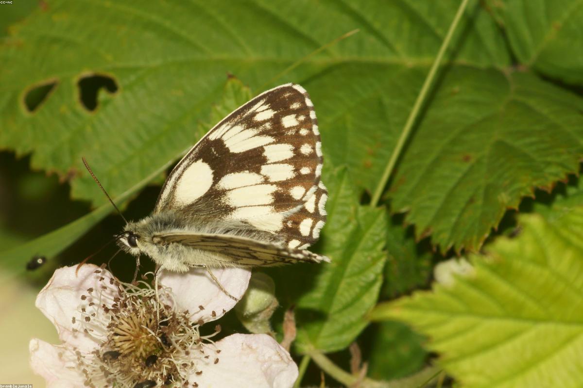 Marbled White on grass head