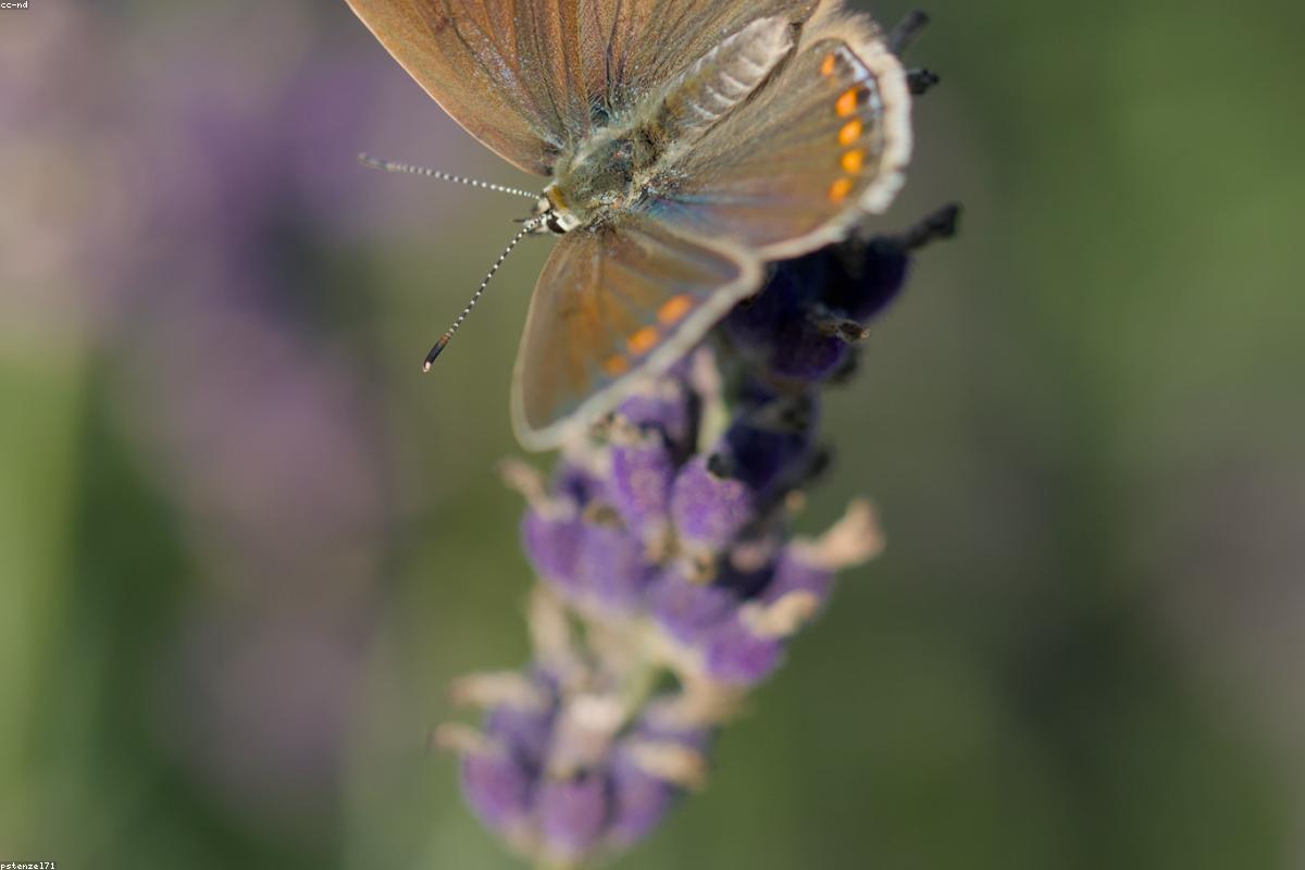 Common Blue with wings open