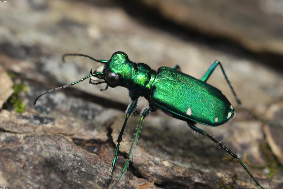 Green Tiger Beetle on path