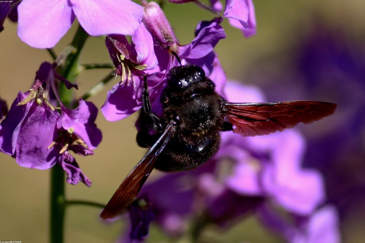 Carpenter Bee on bramble