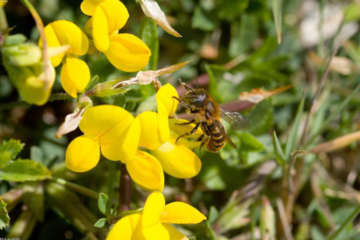 Mason Bee on stone wall