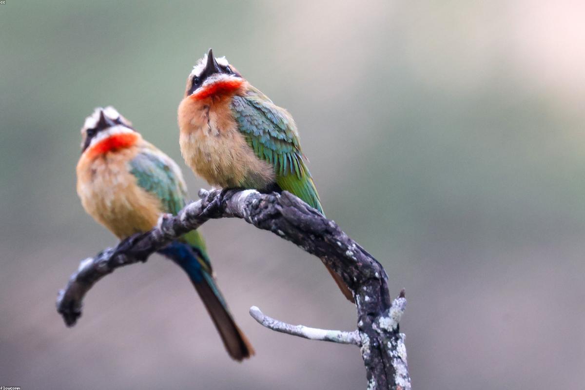 Bee-eater pair on wire