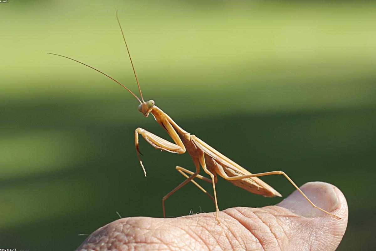 European Mantis on fennel