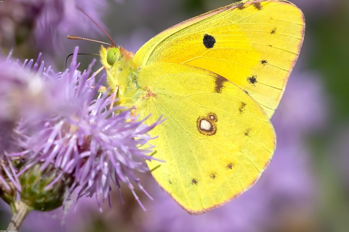 Clouded Yellow butterfly on clover