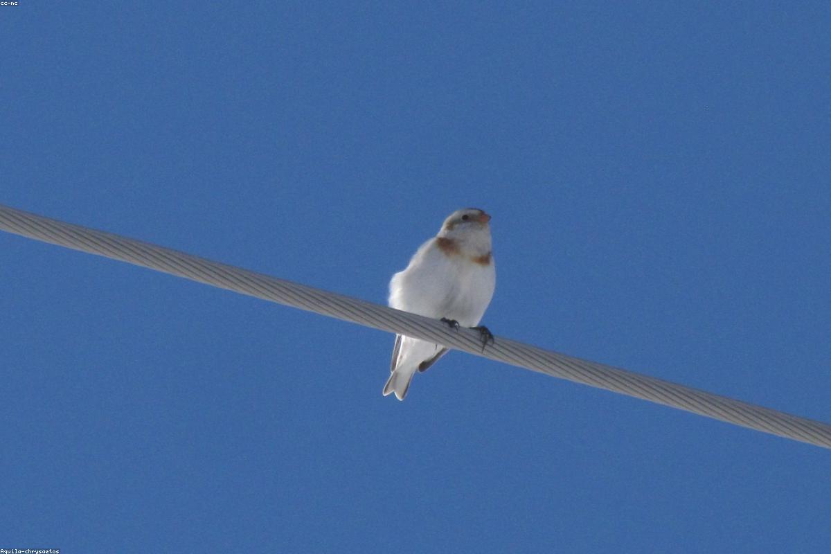 Snow buntings in flight