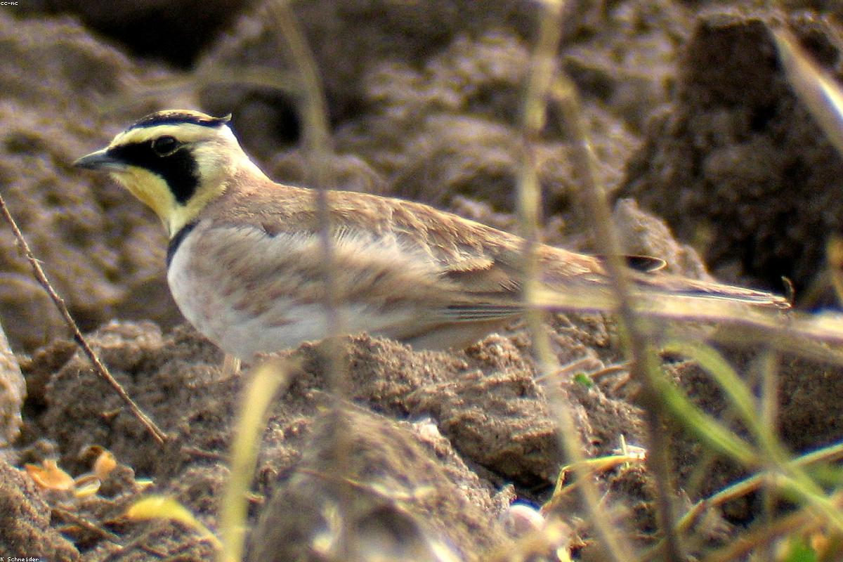 Horned lark on sand