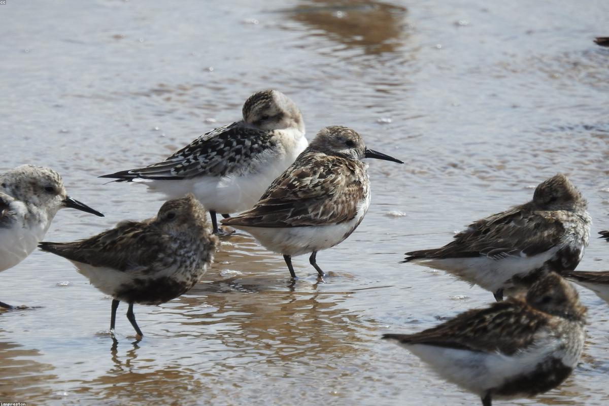 Sanderling chasing the surf