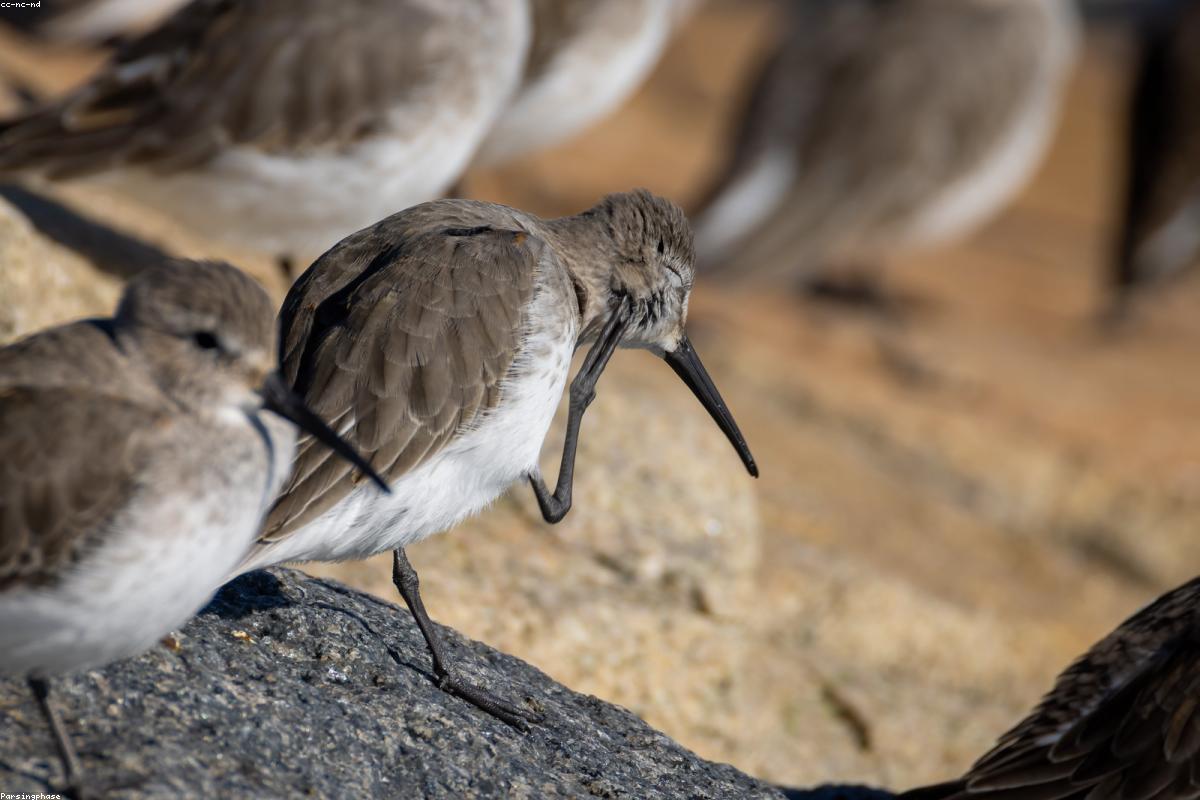 Dunlin with black belly patch visible