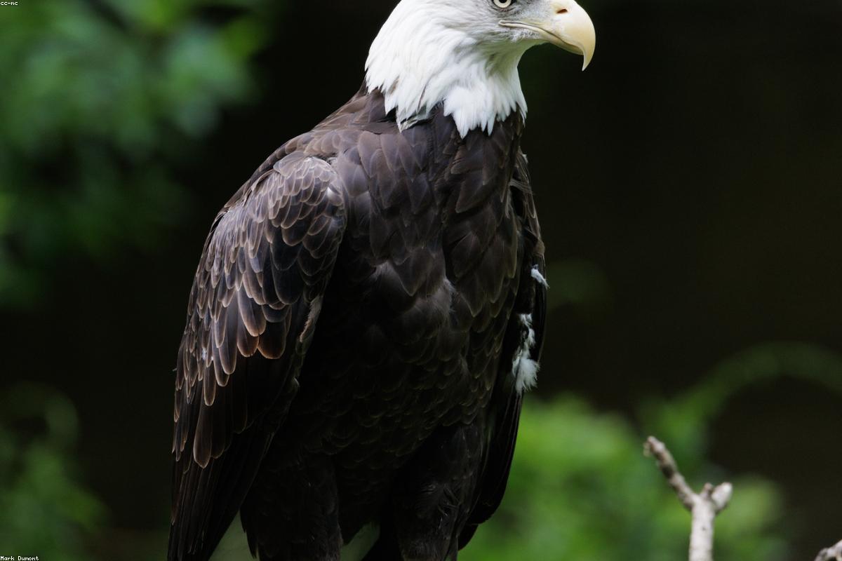 Adult bald eagle on snag