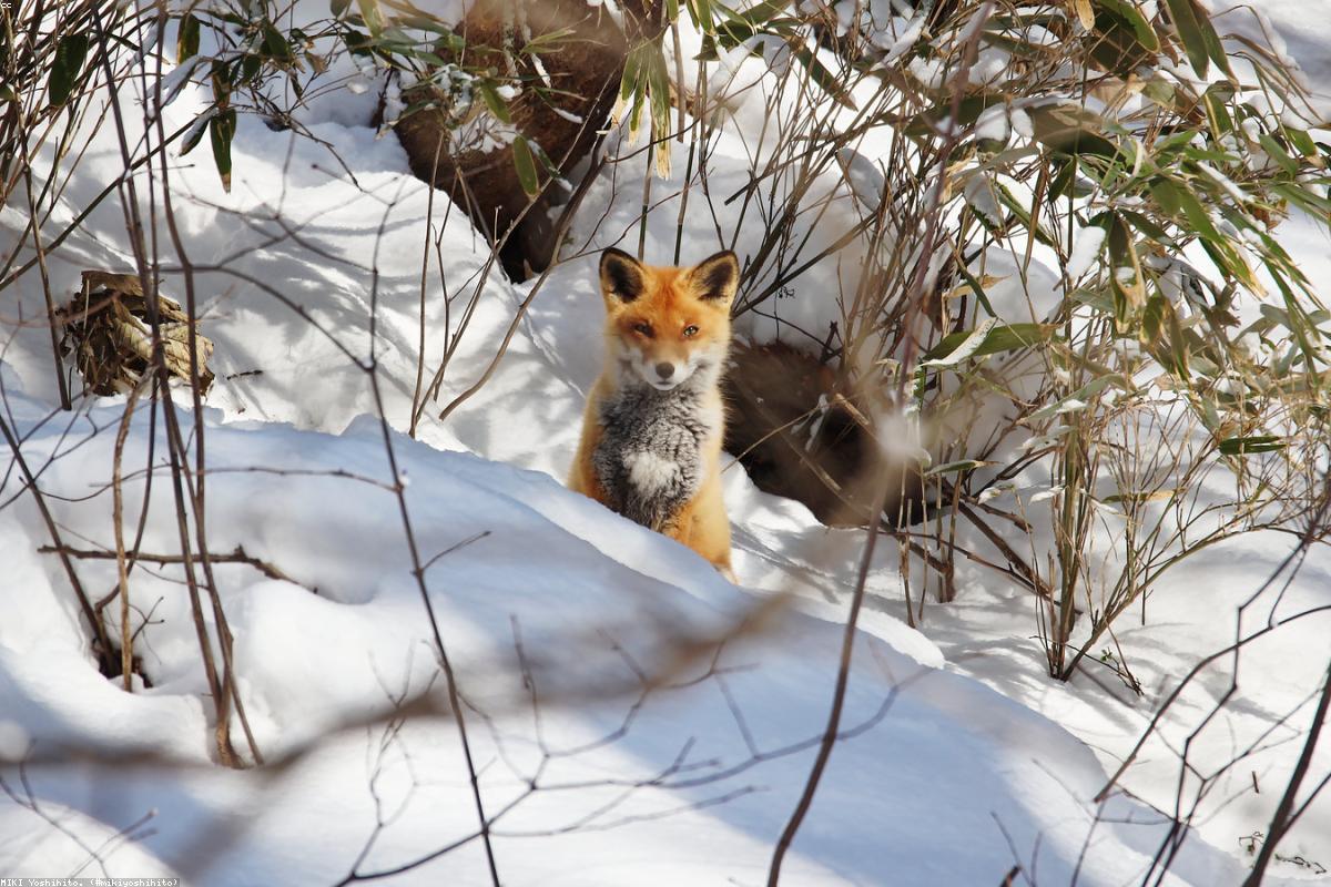 Red fox trotting across road