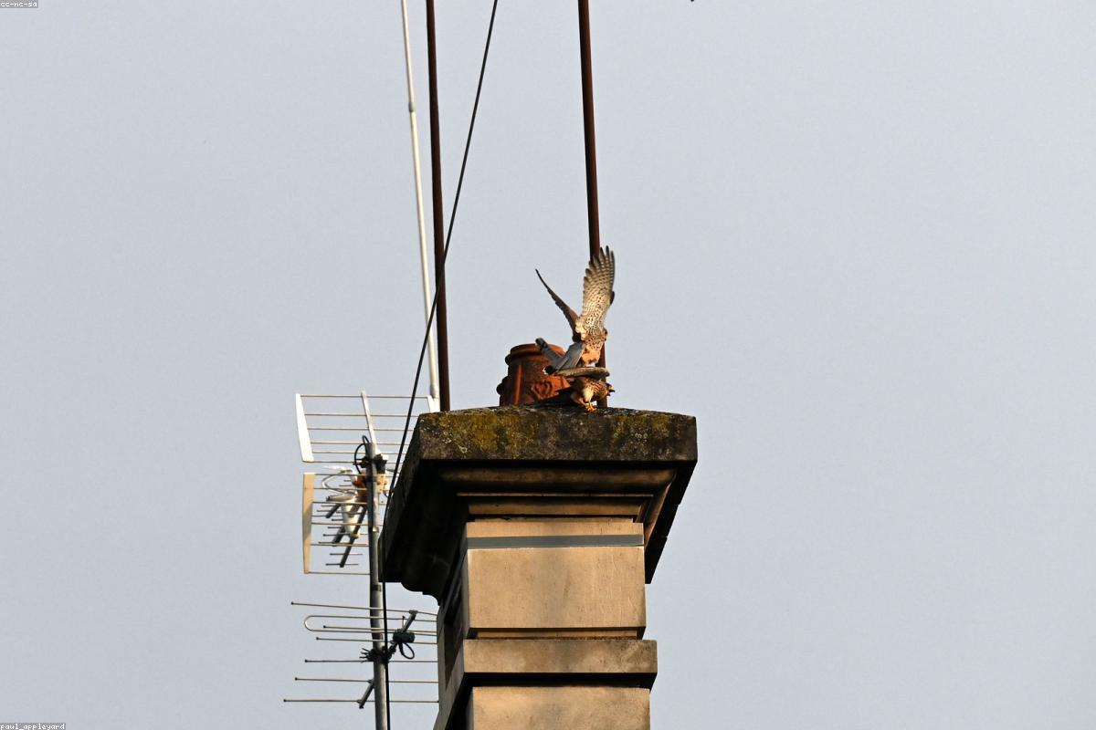 Peregrine flying between buildings