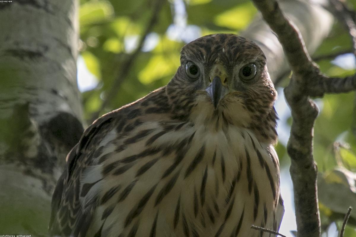 Cooper's Hawk low through canyon of buildings