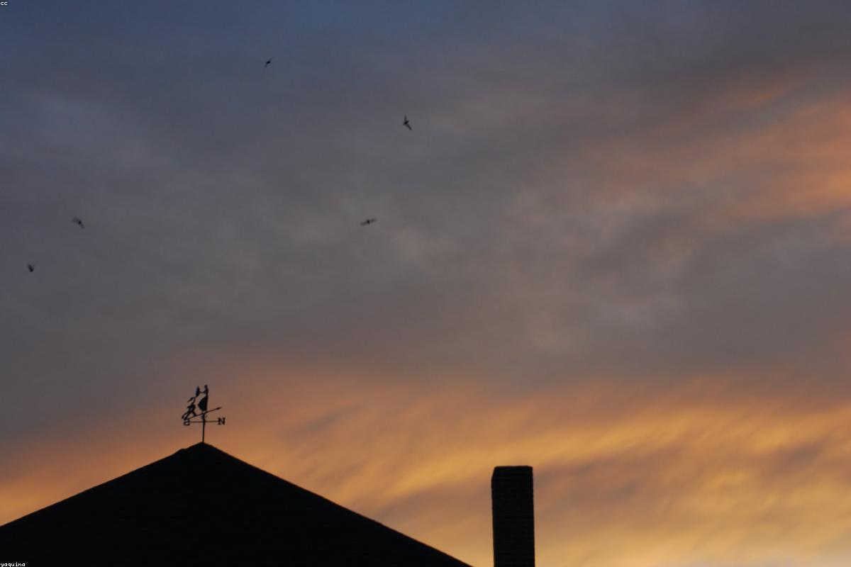 Chimney Swift flock at last light