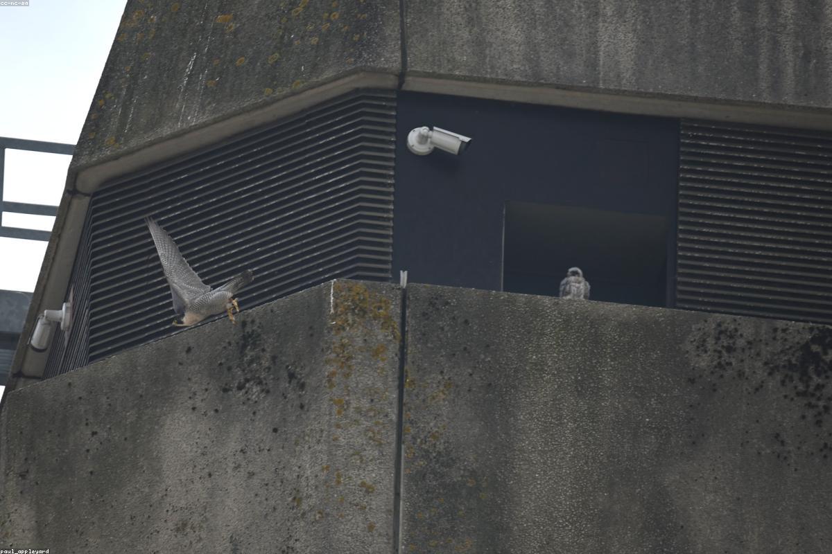 Adult peregrine returning to building