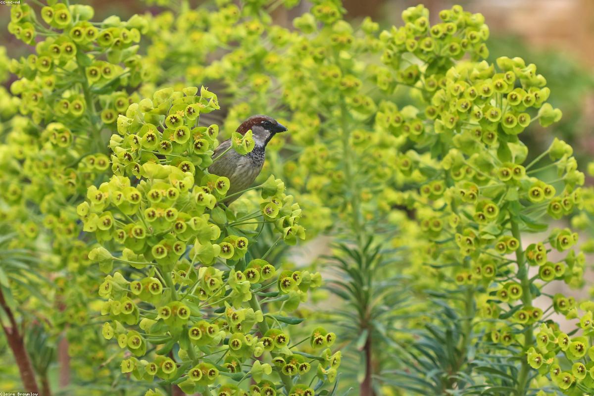 House Sparrows on ledge