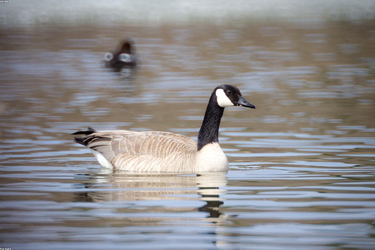 Cleveland lakefront diving ducks