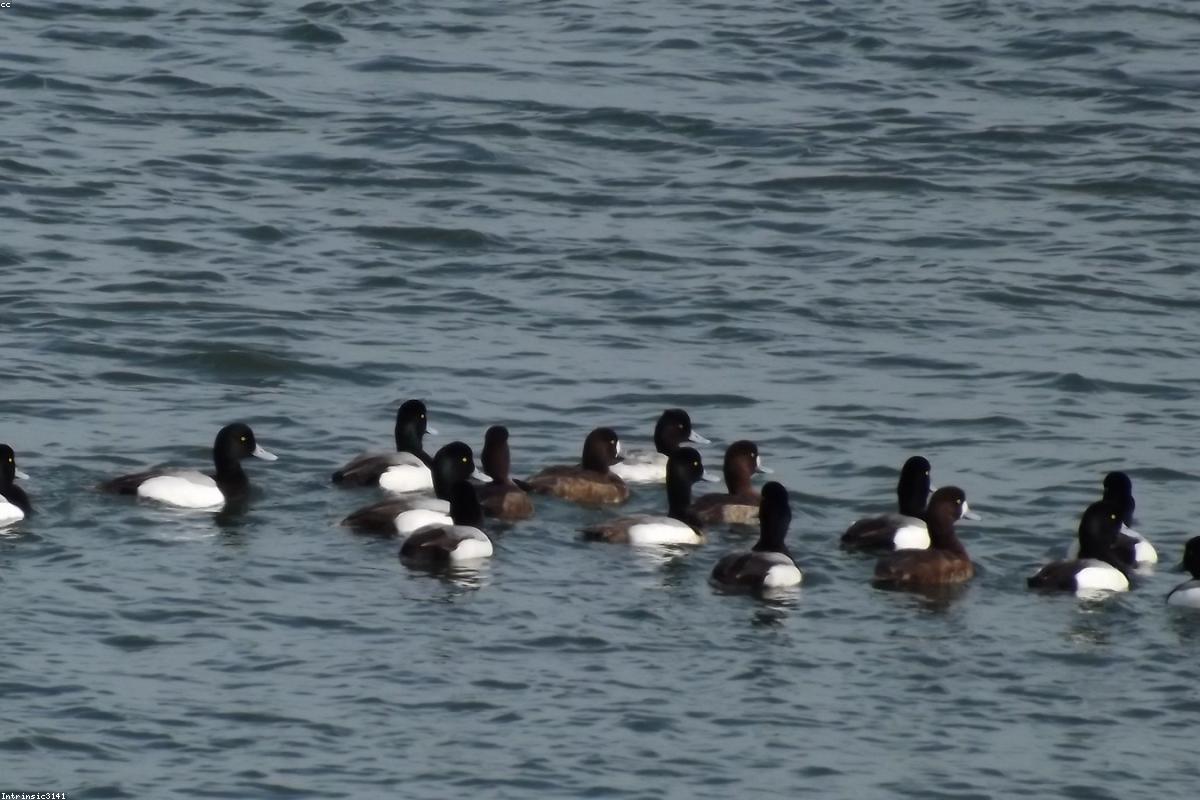 Greater Scaup pair on water