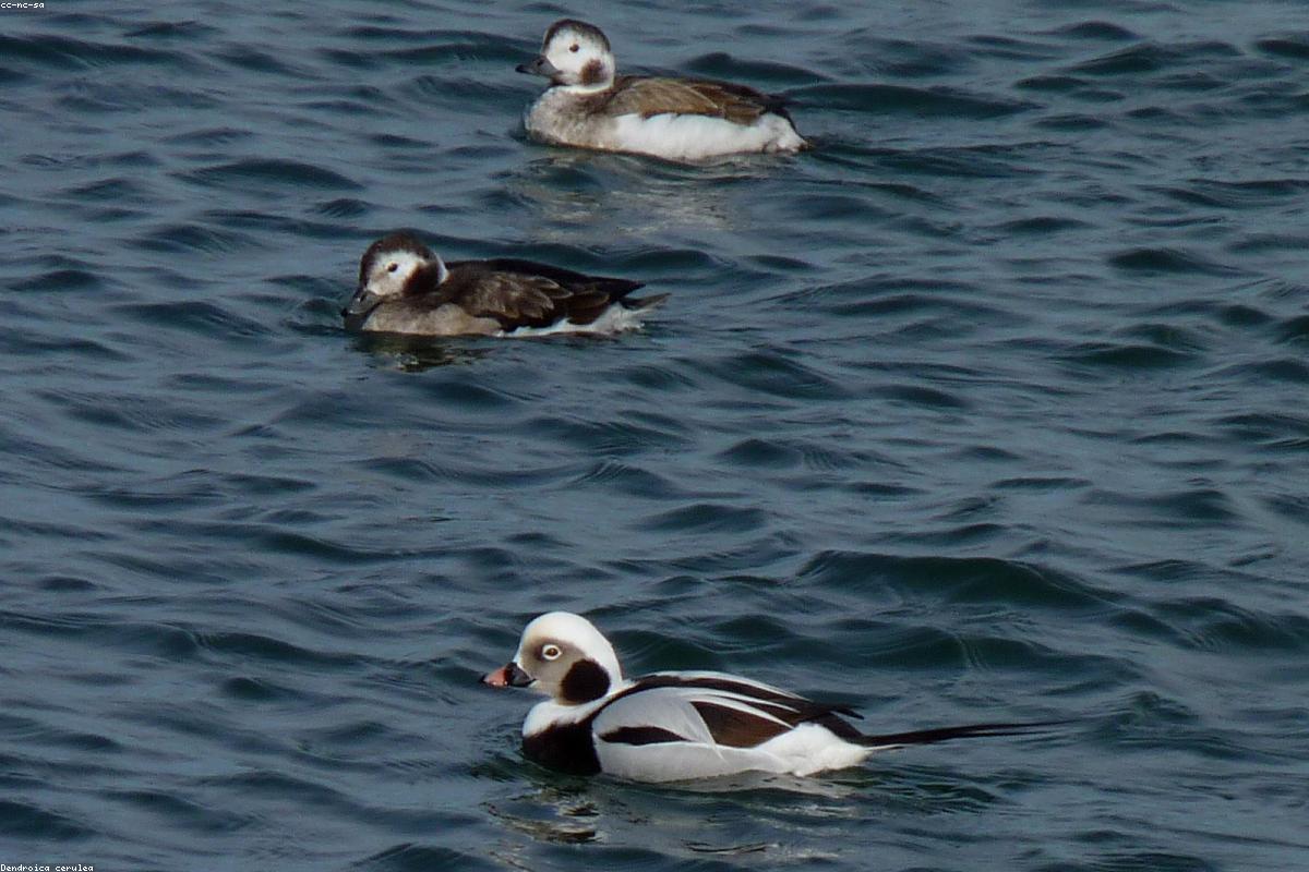 Long-tailed Duck calling