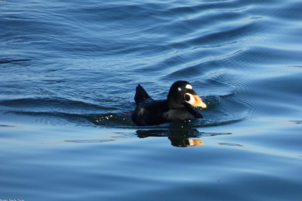 Surf Scoter on open water
