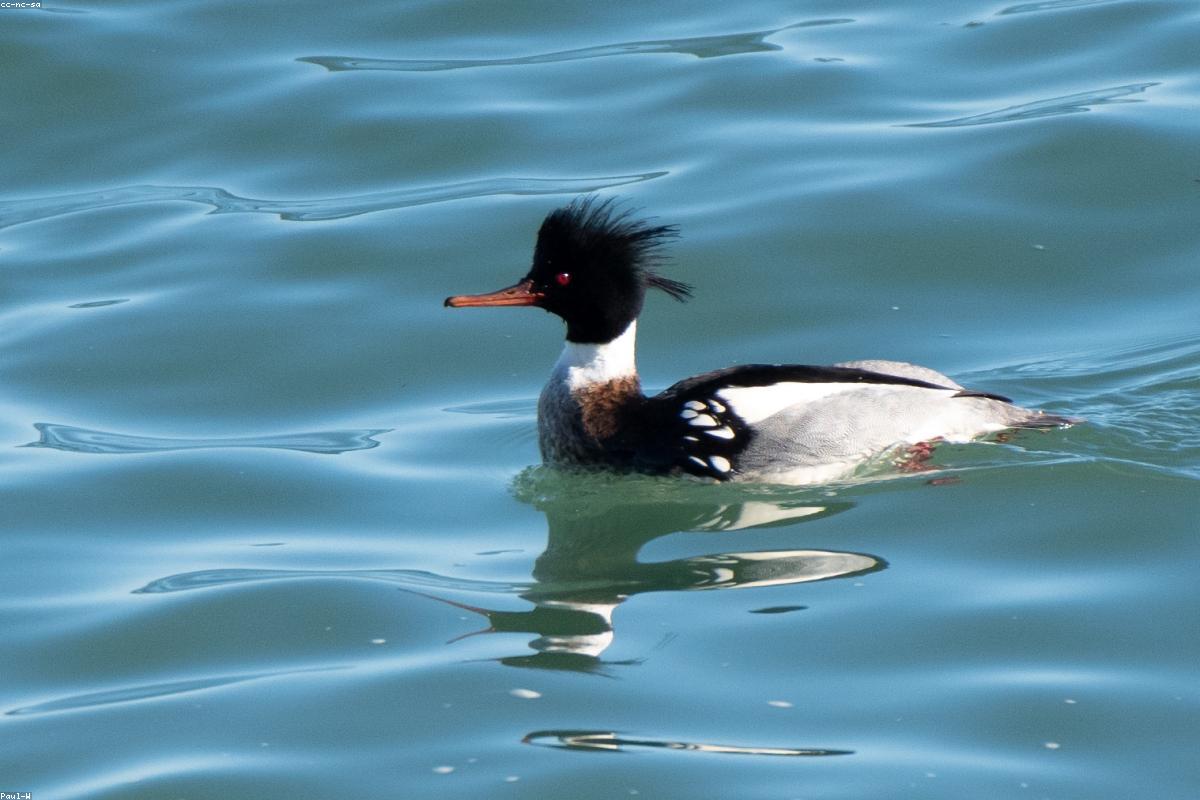 Red-breasted Merganser drake