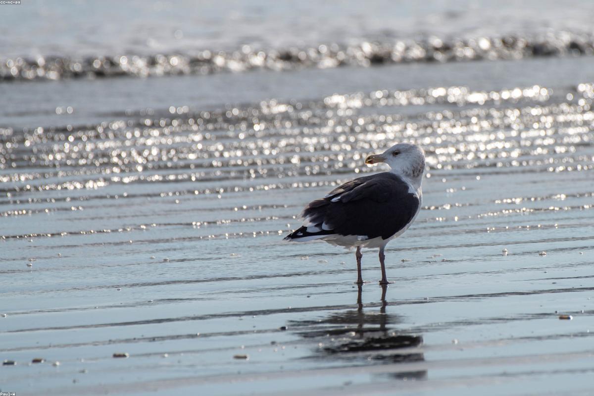 Great Black-backed Gull