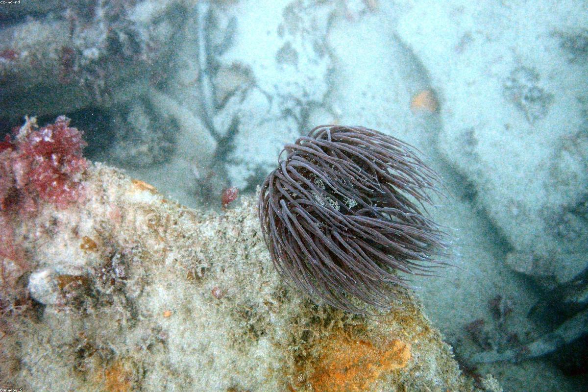 Snakelocks Anemone tentacles
