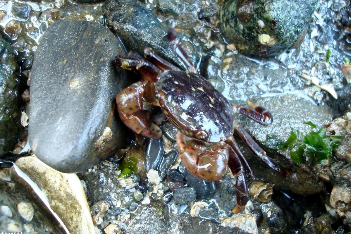 Shore crab on seaweed