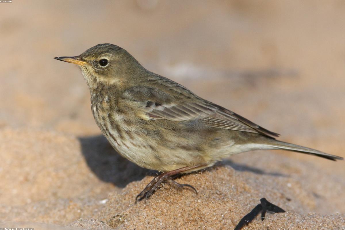 Rock Pipit on boulder