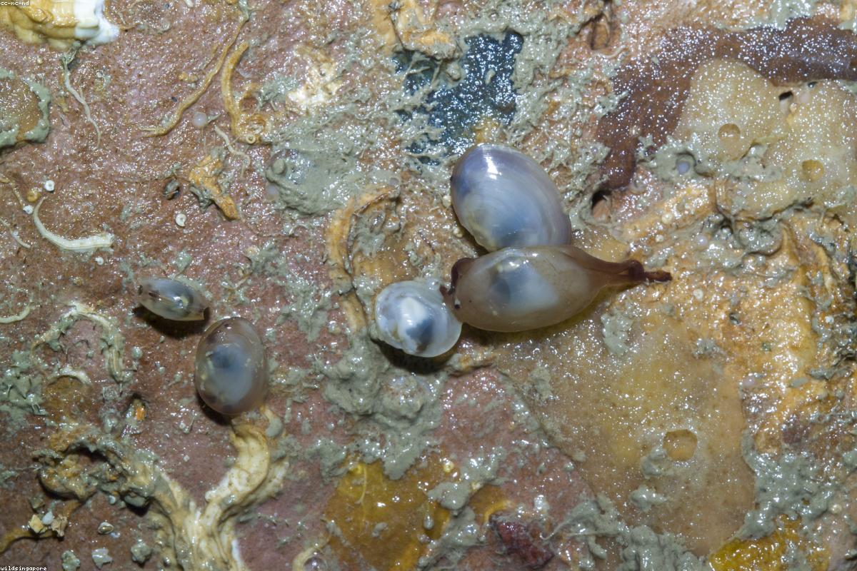 Limpet cluster on rock face
