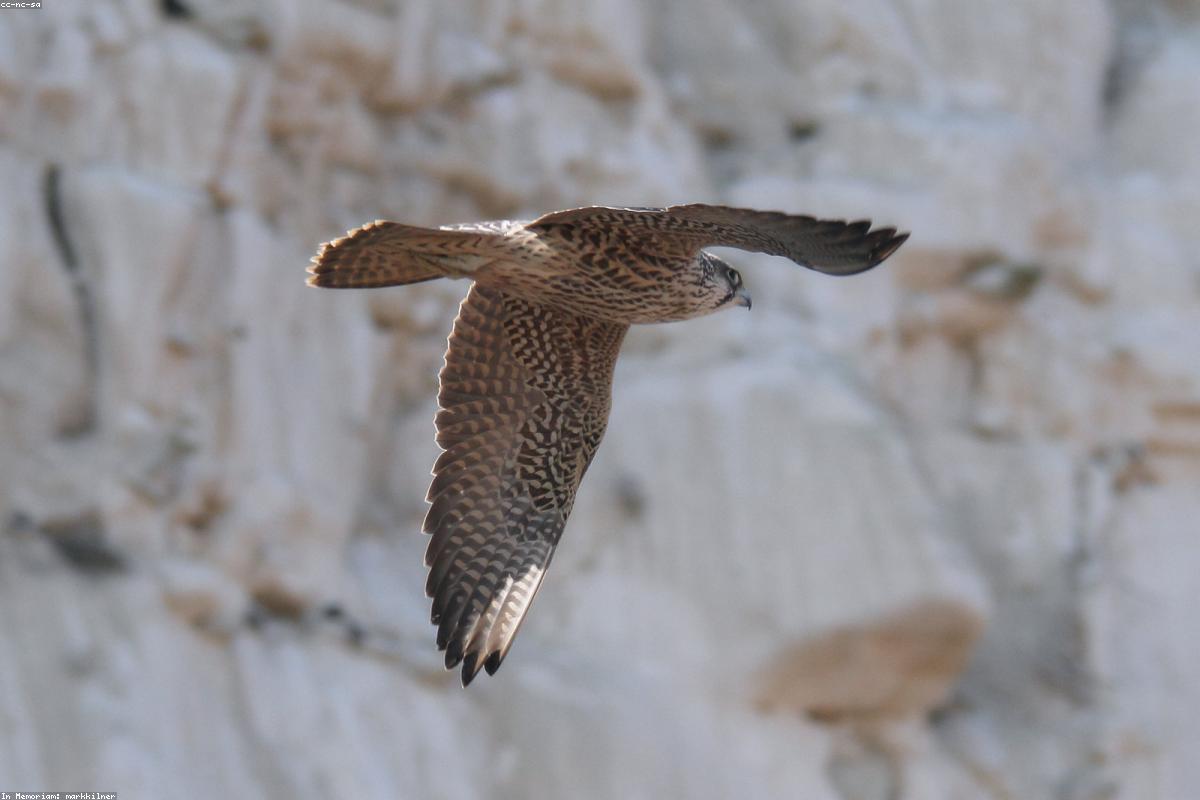 Peregrine silhouette above cliff