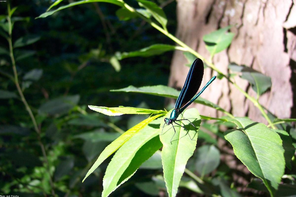 Odonates at Crex Meadows