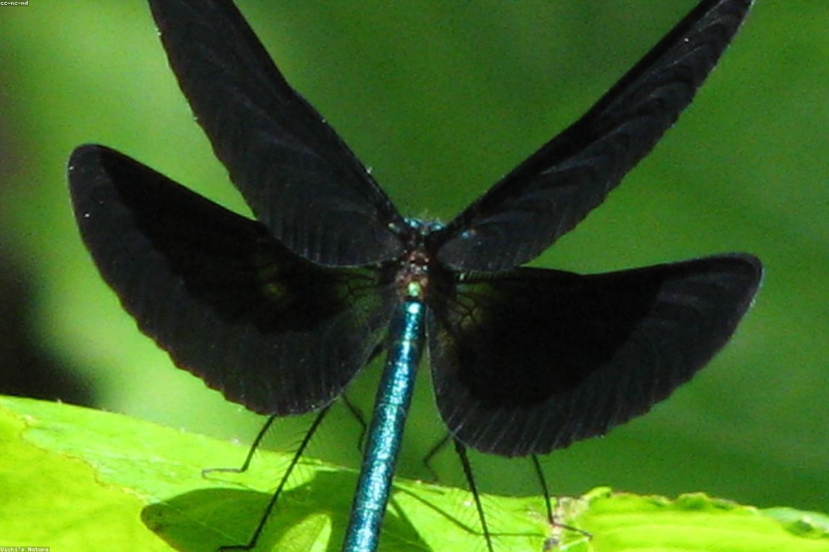 Ebony Jewelwing female resting