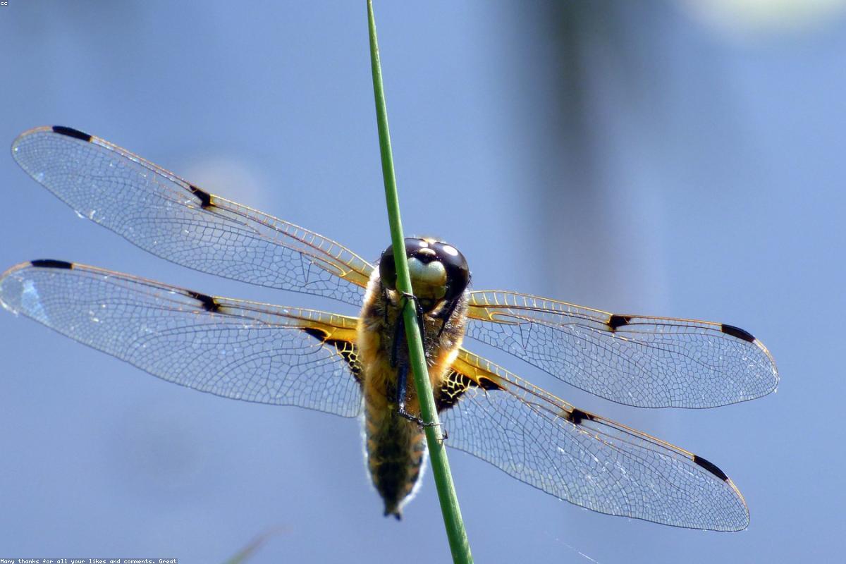 Four-spotted Skimmer on dead stem