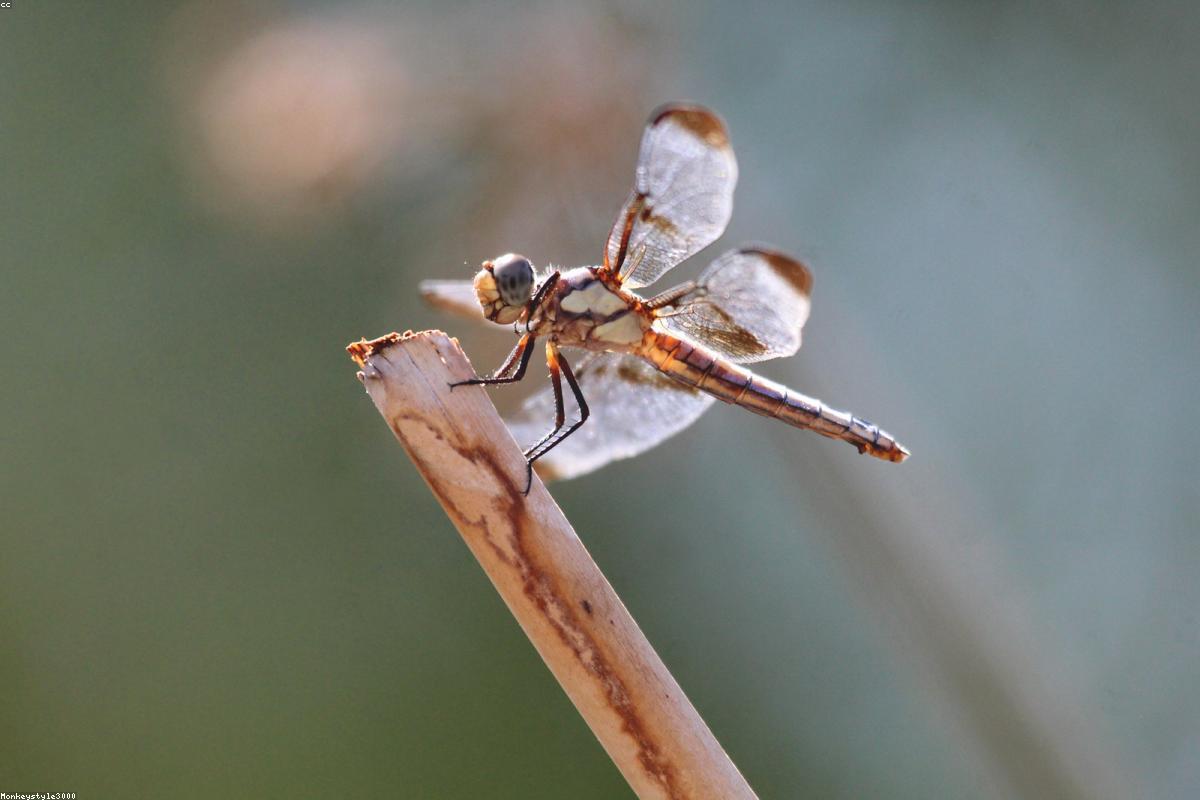 Widow Skimmer male