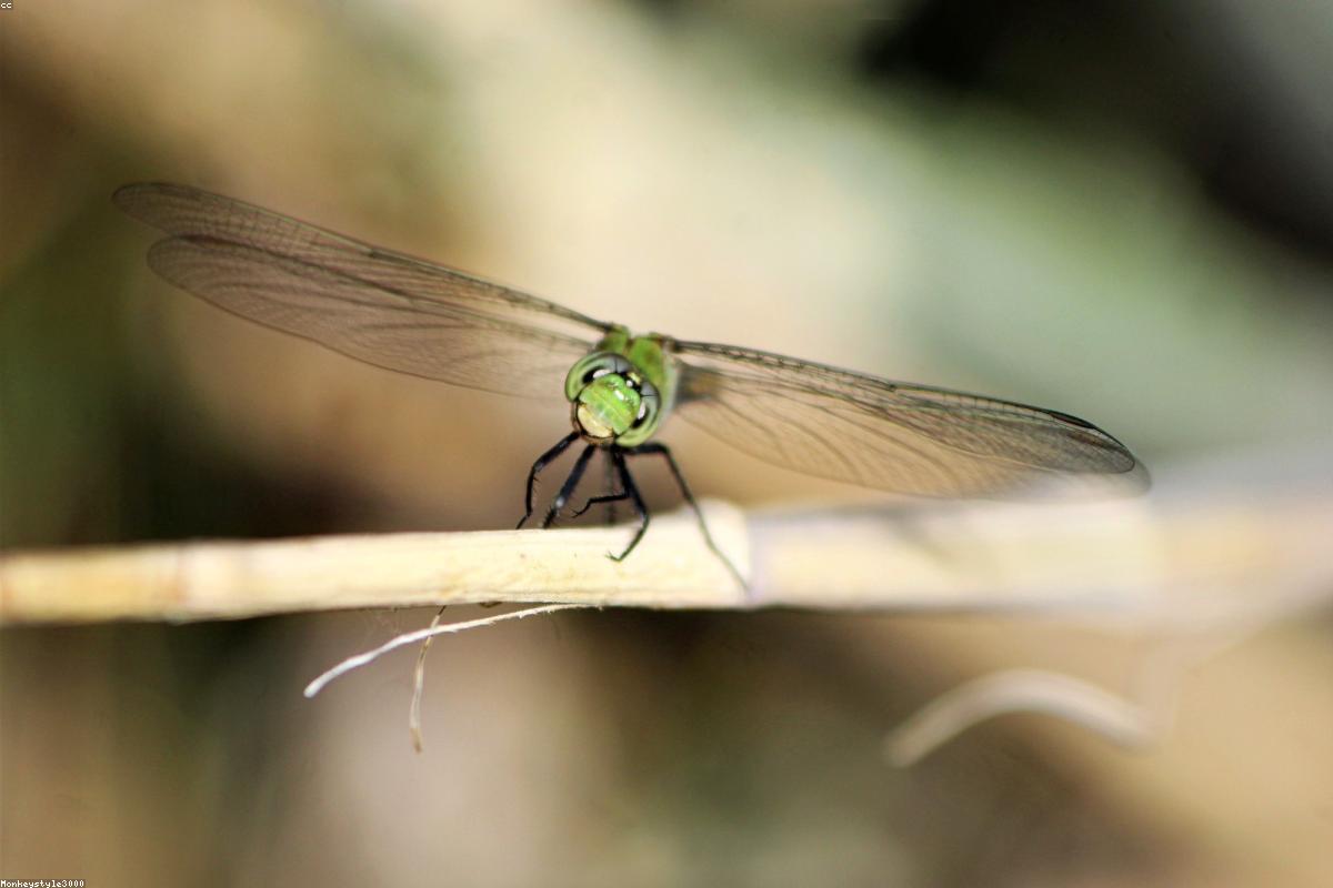 Eastern Pondhawk male