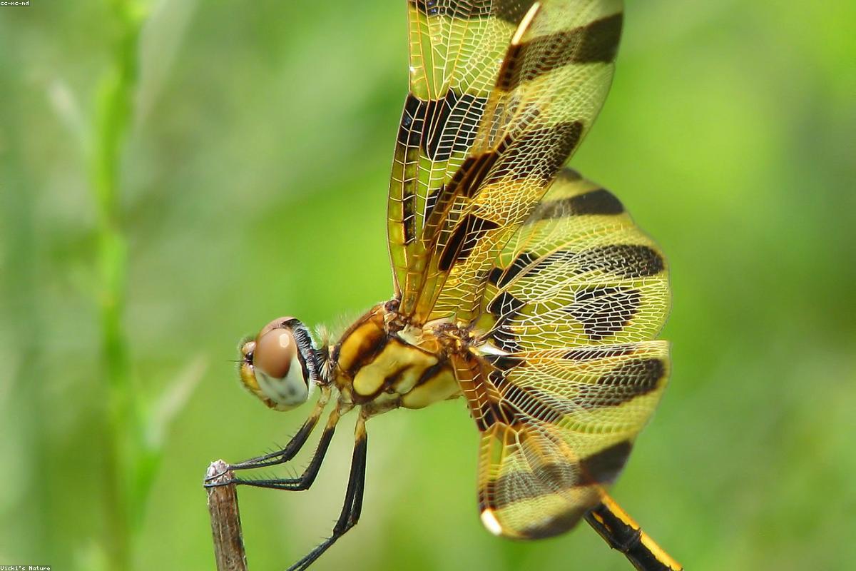 Halloween Pennant on reed