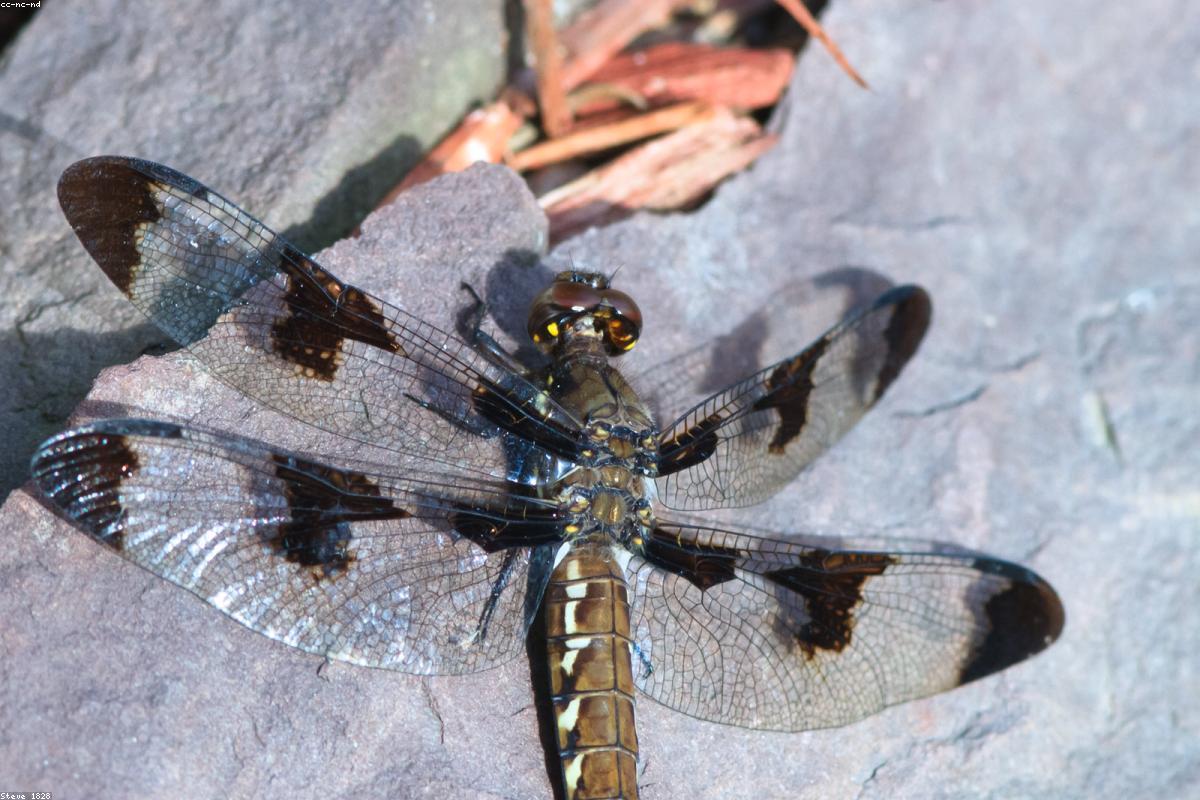 Twelve-spotted Skimmer in flight