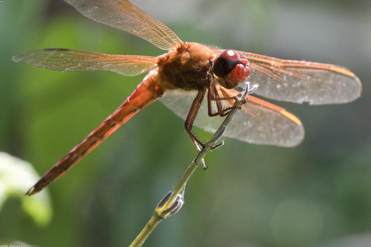 Cherry-faced Meadowhawk