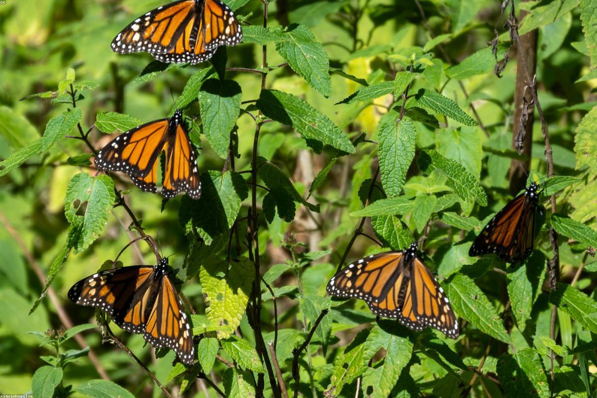 Monarch butterfly on milkweed