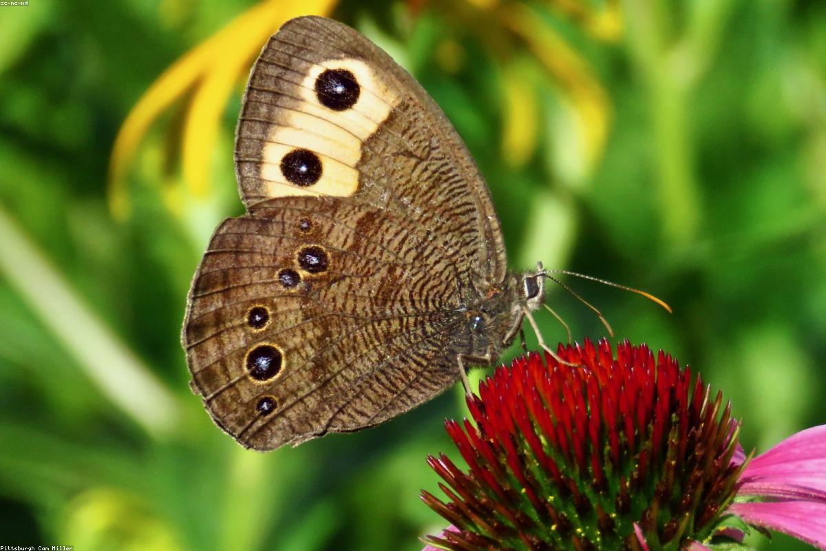 Common Wood-Nymph on trail